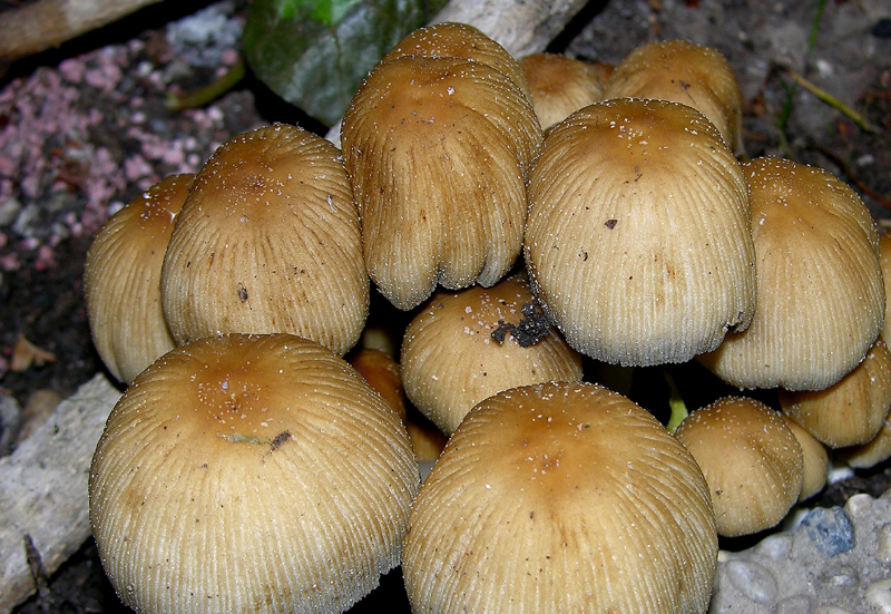 Coprinus?